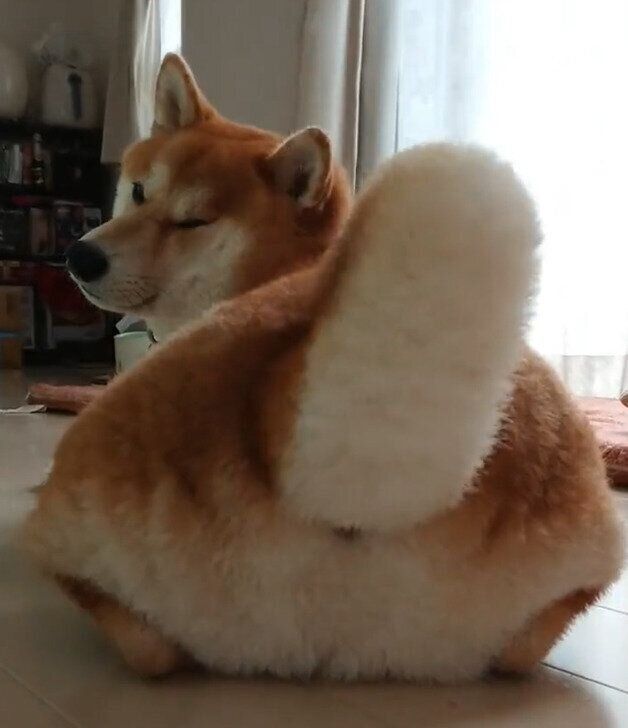 しっぽを振る茶々丸くん