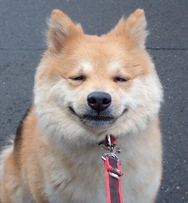 散歩拒否をするもなかちゃん