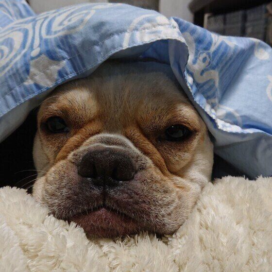 フレンチ・ブルドッグのどん十郎ちゃん