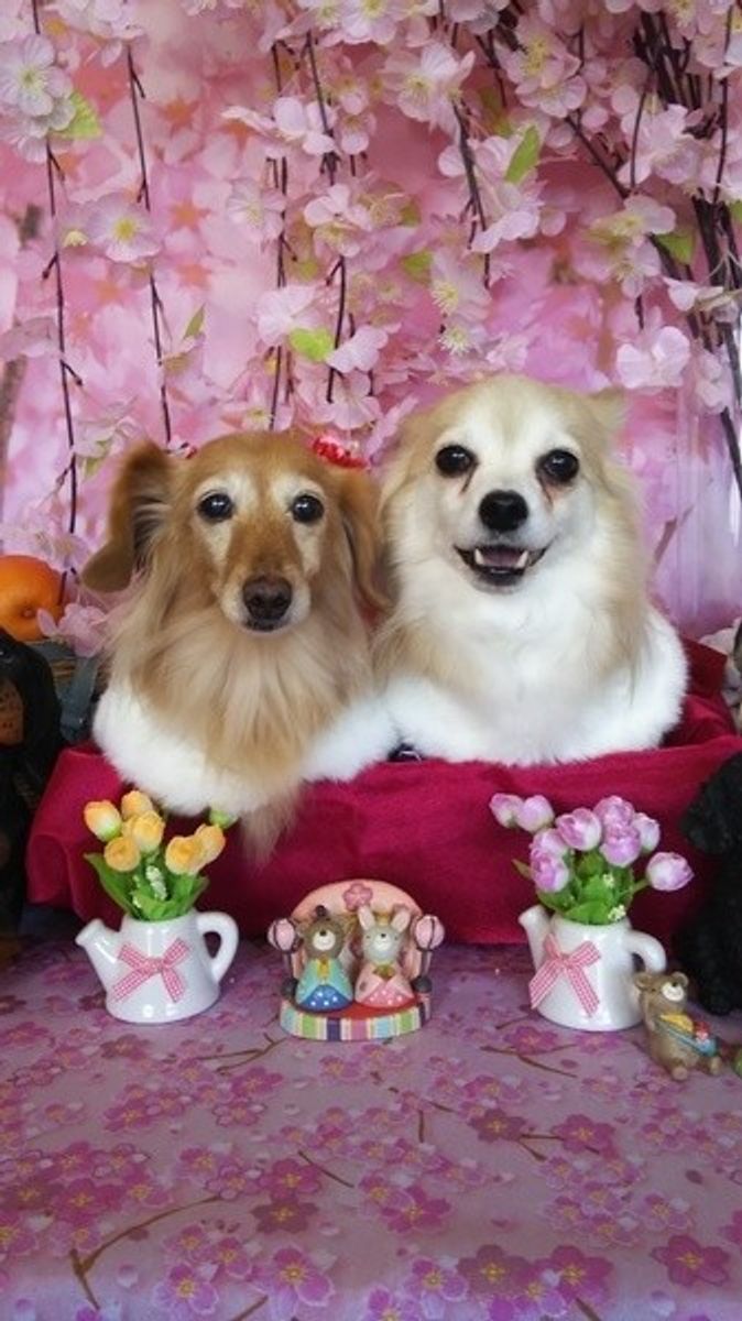 犬の名前ランキング 食べ物編 美味しそう な名前を探せ いぬのきもちweb Magazine 犬の名前ランキング 食べ物編 美味しそう な名前を探せ いぬのきもちweb Magazine