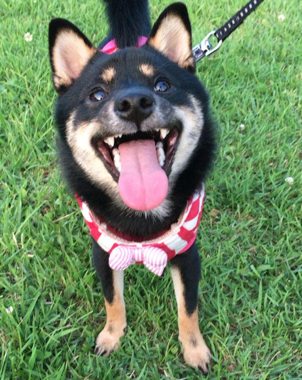 オモチャで遊ぶ豆柴