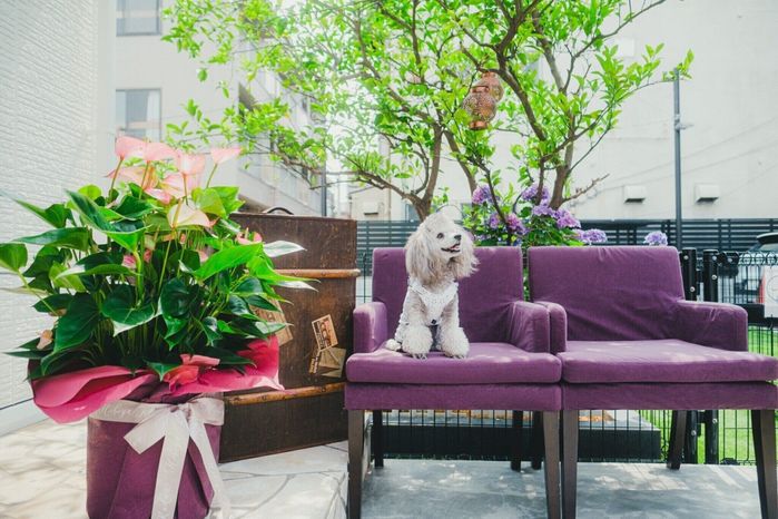 テラスで犬を記念撮影