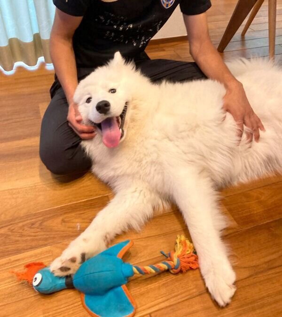 出張していたパパさんが3カ月ぶりに帰宅 久々の再会に喜び 発狂する犬の姿が可愛い いぬのきもちweb Magazine 出張していたパパさんが3カ月ぶりに帰宅 久々の再会に喜び 発狂する犬の姿が可愛い いぬのきもちweb Magazine