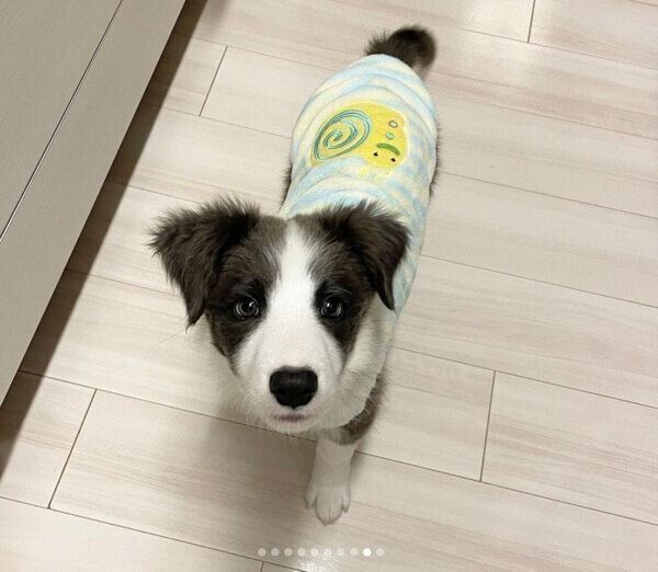 見つめるルイスくん