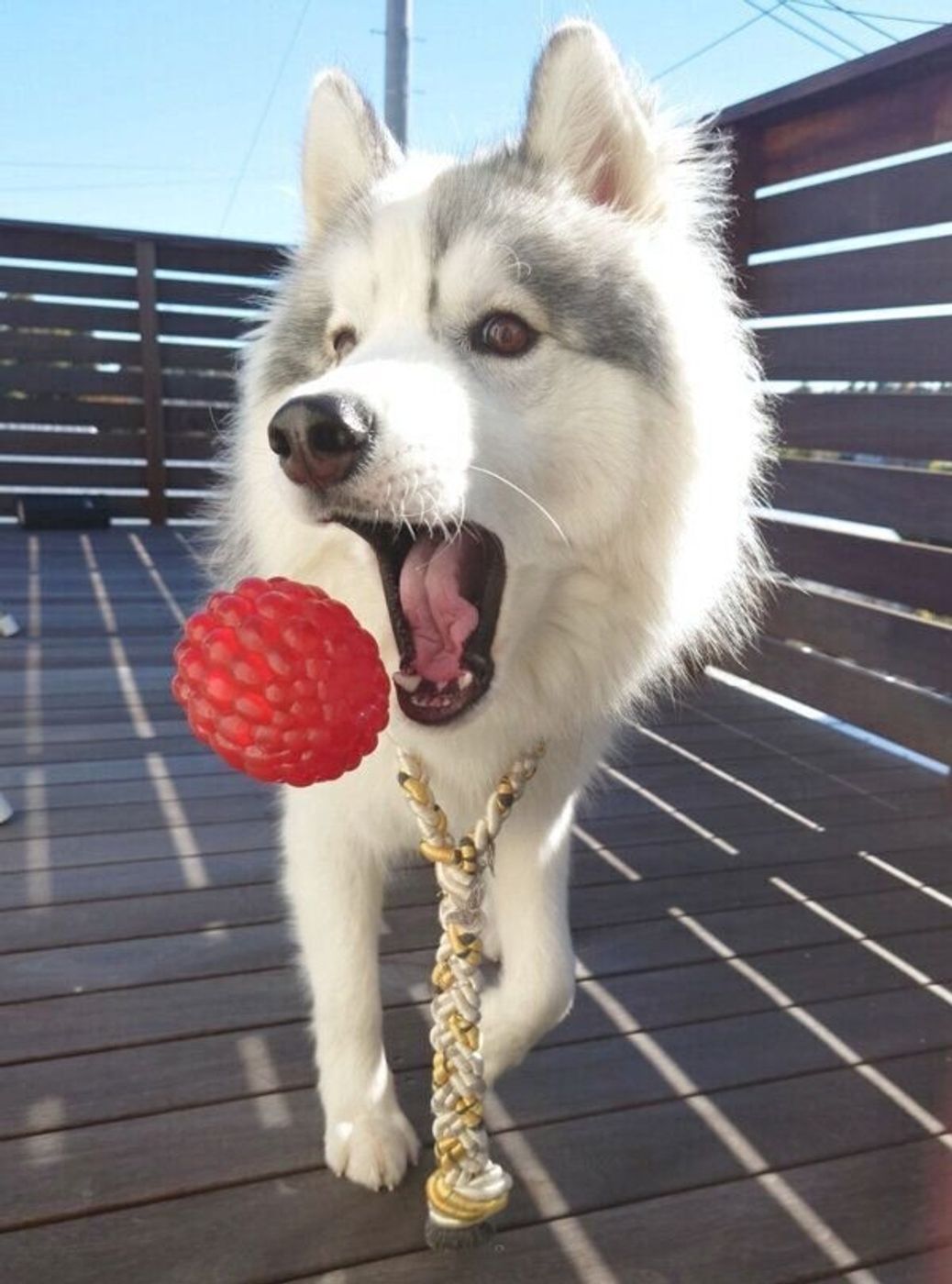 あっ 間違えた アゴ乗せチャレンジをする犬が うっかりミス 可愛い行動にほっこり いぬのきもちweb Magazine あっ 間違えた アゴ乗せチャレンジをする犬が うっかりミス 可愛い行動にほっこり いぬのきもちweb Magazine