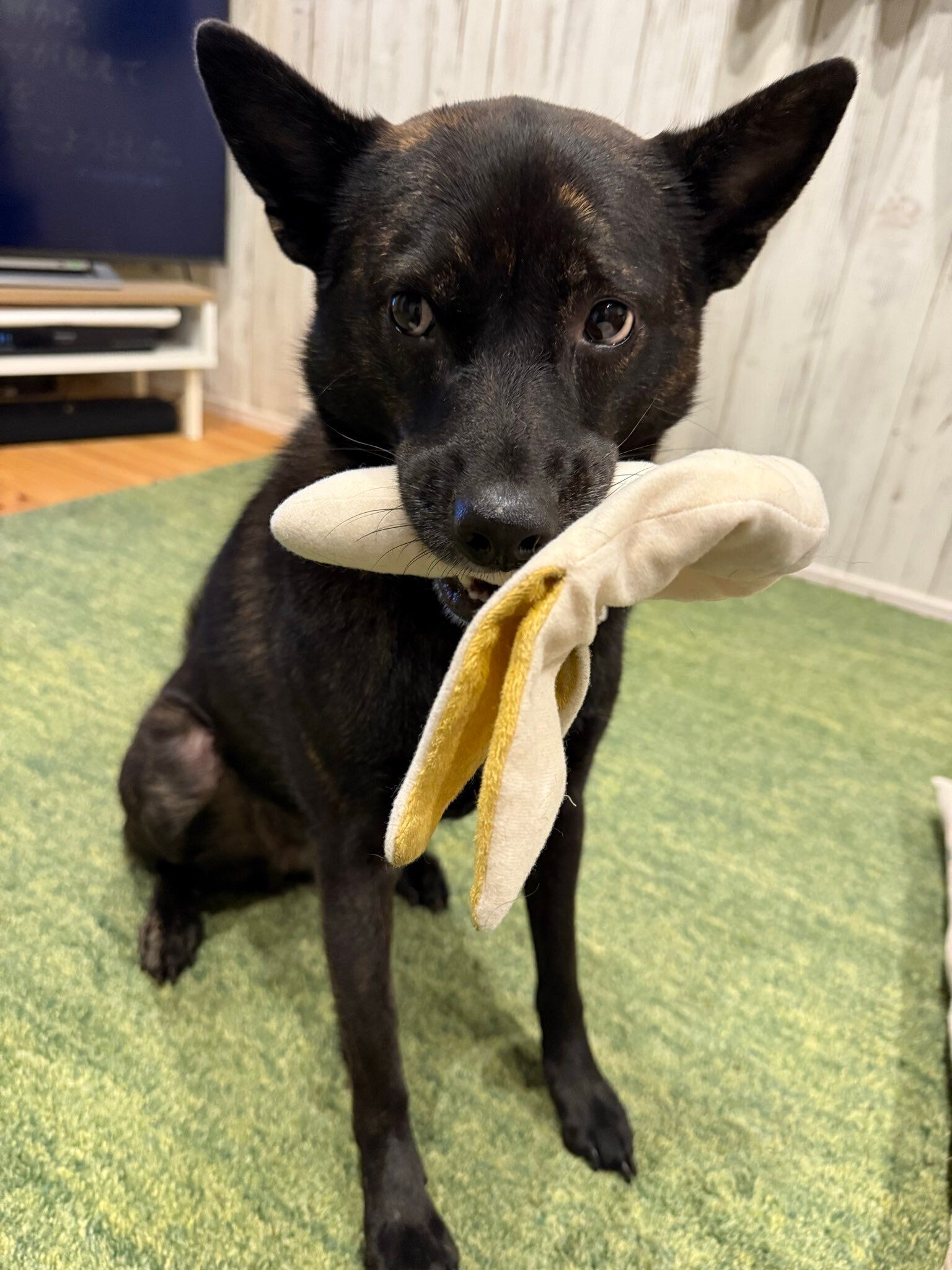 バナナのぬいぐるみをくわえる甲斐犬