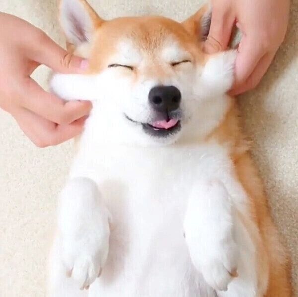 マッサージ中のチャーミーちゃん