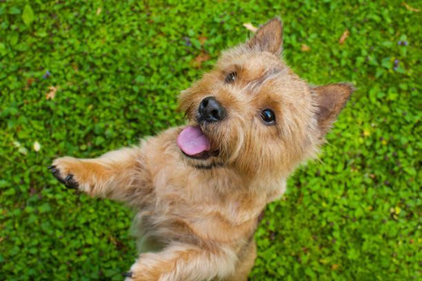 ノーリッチ・テリア