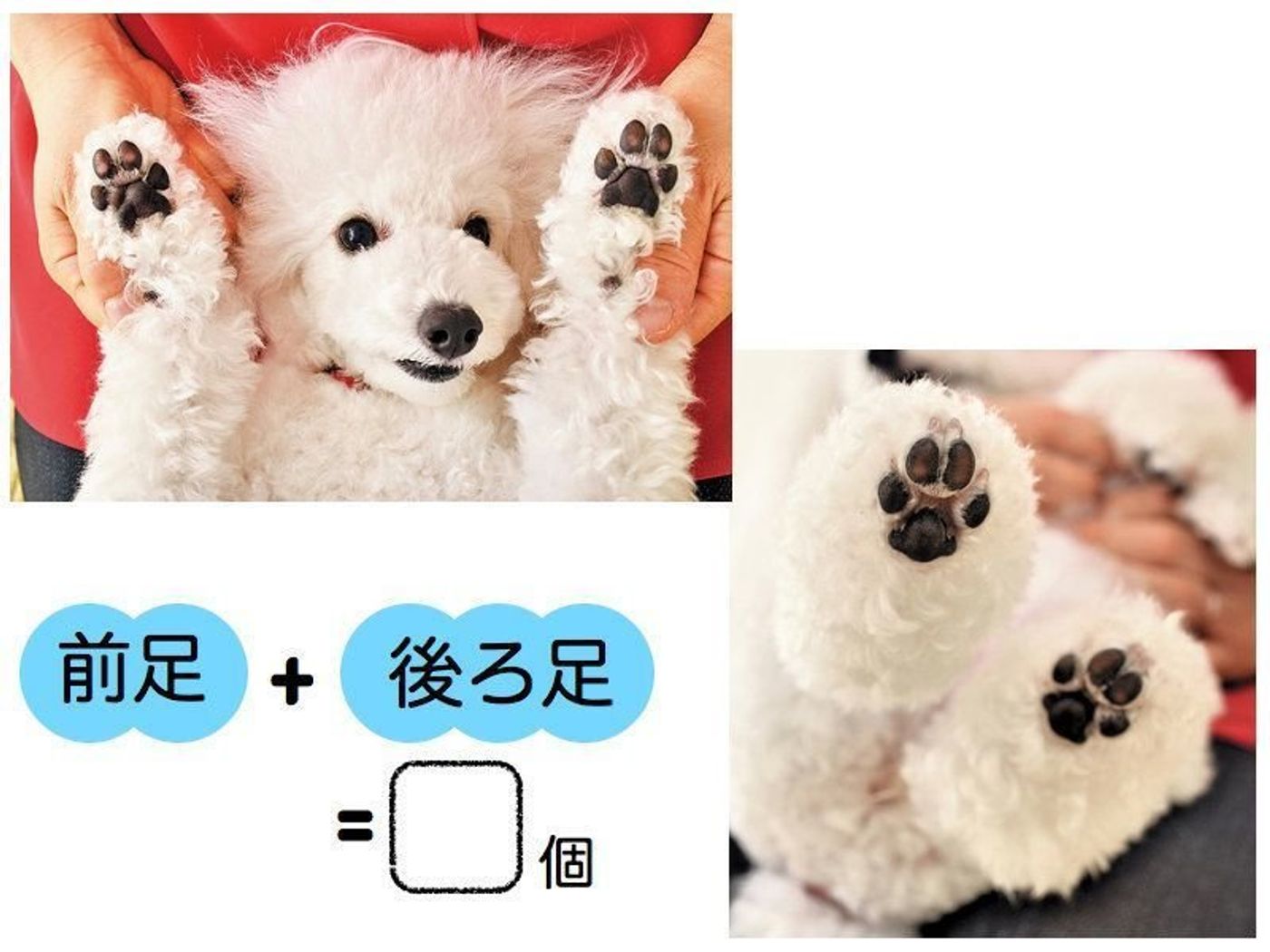 肉球はいくつある 意外と知らない犬にまつわる数字クイズ いぬのきもちweb Magazine 肉球はいくつある 意外と知らない犬にまつわる数字クイズ いぬのきもちweb Magazine