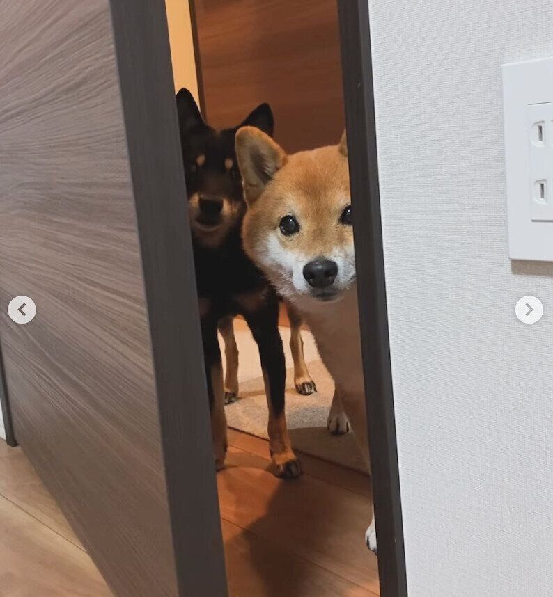 「ごはんまだ？」とやってきた豆助くんと陽太くん