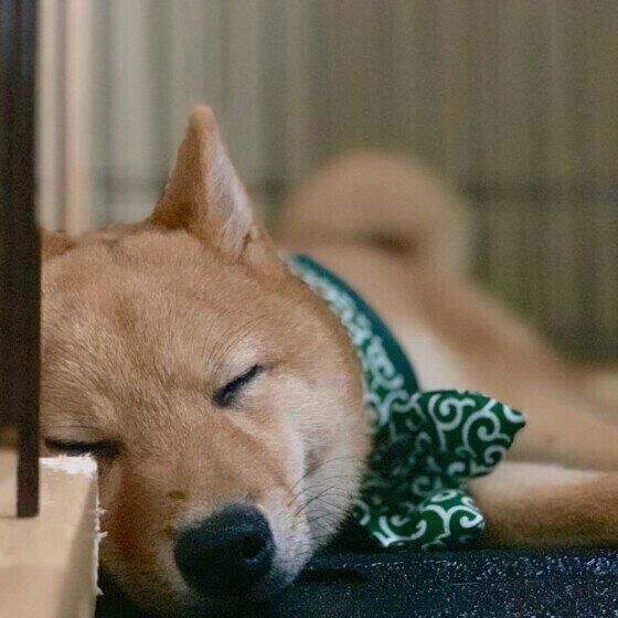 眠る柴犬