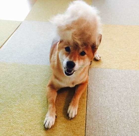 頭に抜け毛を乗せて伏せしている柴