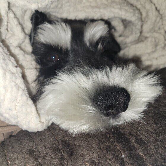 布団の中にこもるミニチュア・シュナウザー