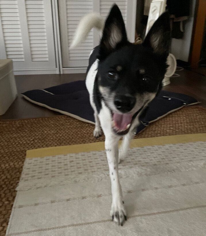 笑顔の表情の犬 8才