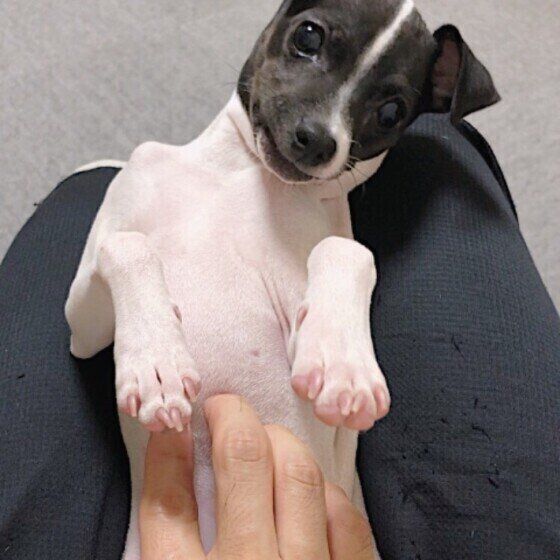 お腹を出す日本テリア