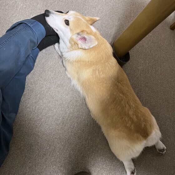 足にくっつくウェルシュ・コーギー・ペンブローク