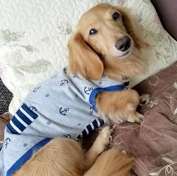 元繁殖犬・伶音ちゃん