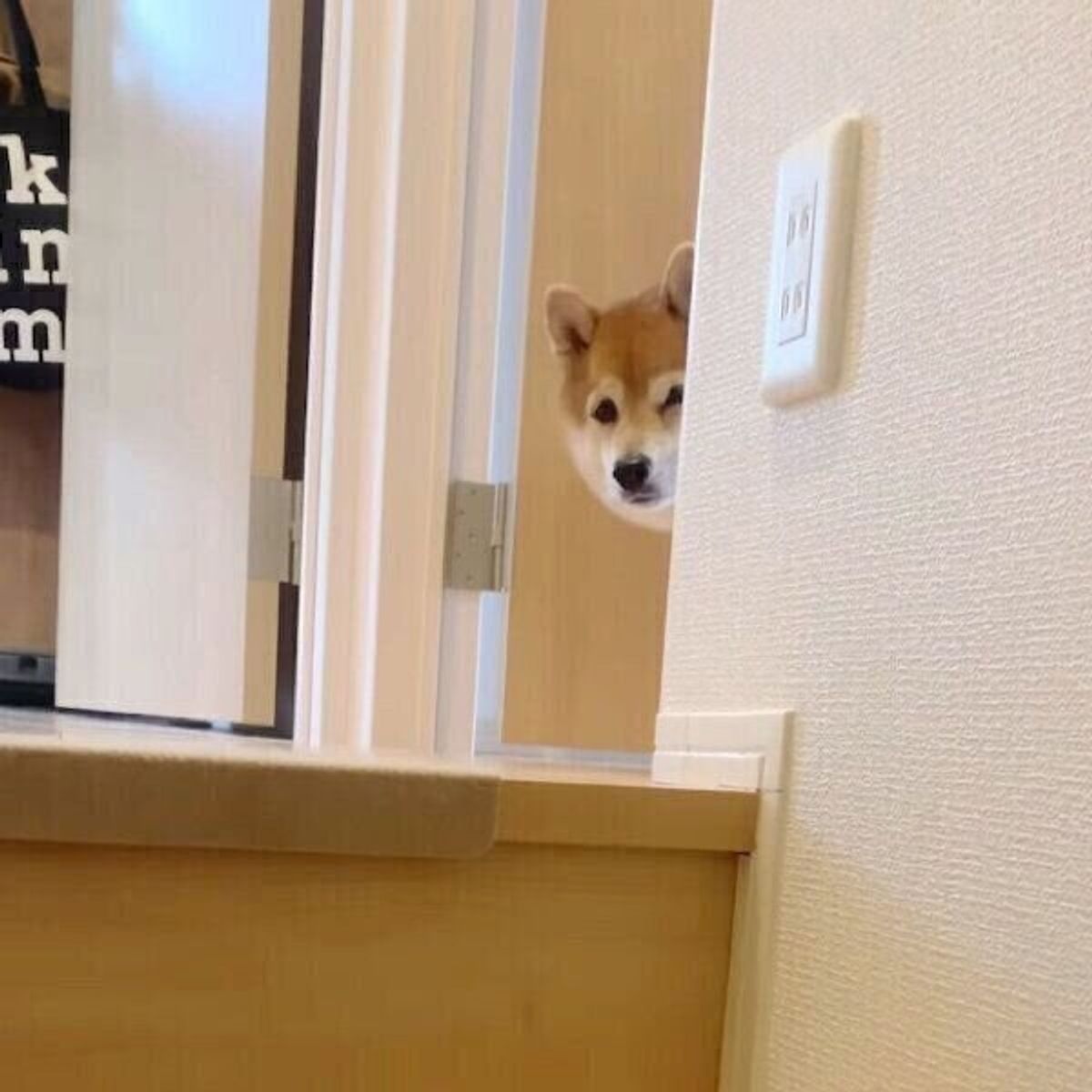飼い主から 別の犬のニオイ を感じた柴犬 ハッと気づいた瞬間の表情が可愛い いぬのきもちweb Magazine 飼い主から 別の犬のニオイ を感じた柴犬 ハッと気づいた瞬間の表情が可愛い いぬのきもちweb Magazine