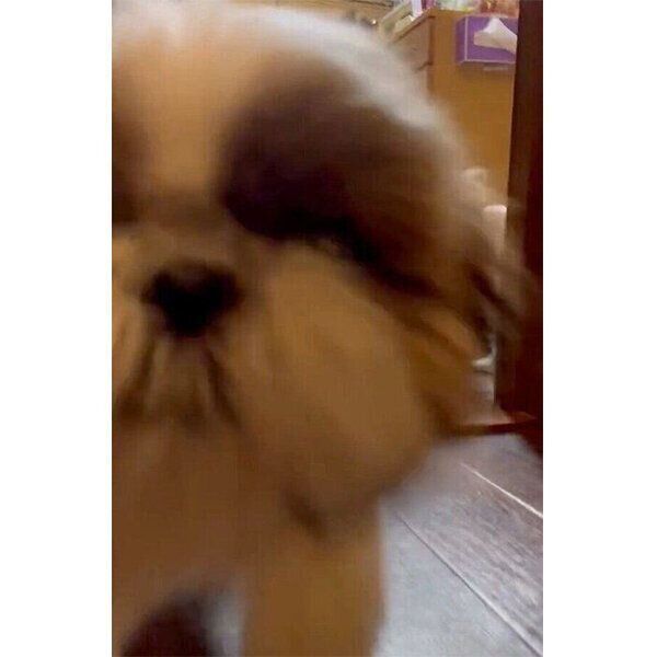 飼い主さんにダイブするななちゃん