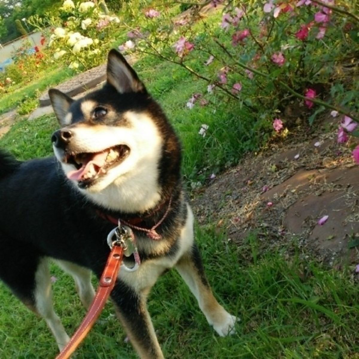 マーキングはオスだけでなくメスもするってホント 散歩中の困ったクセの対処法 いぬのきもちweb Magazine マーキングはオスだけでなくメスもするってホント 散歩中の困ったクセの対処法 いぬのきもちweb Magazine