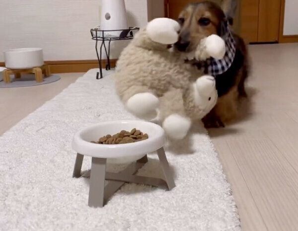 「ひつじさん」と一緒にごはんを食べたいるのんくん