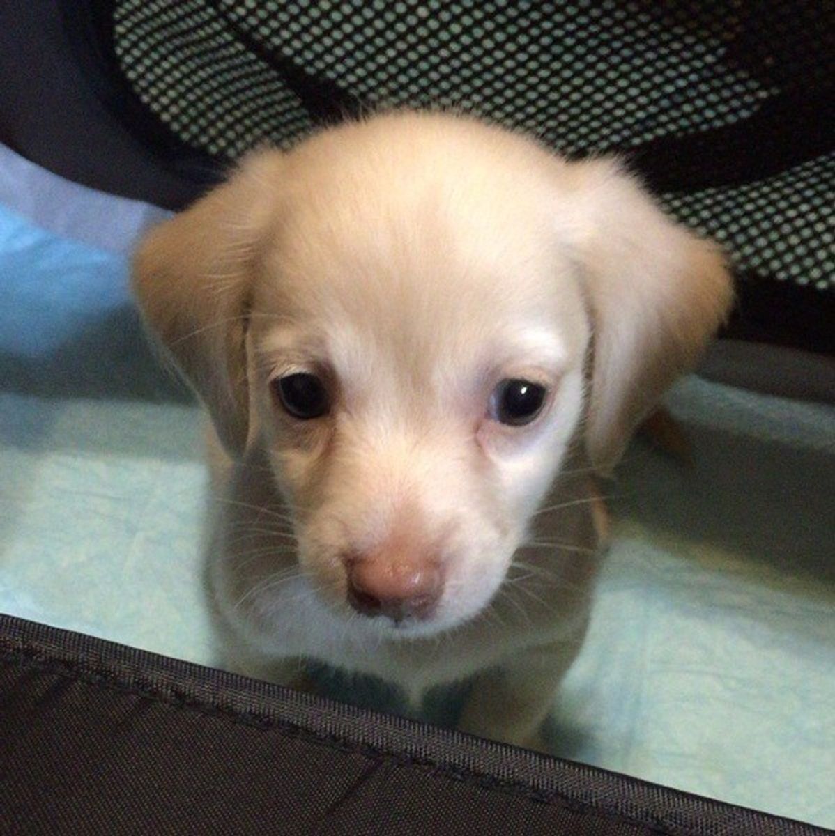 住環境のq A 犬を飼いたい人必見 マンションでも犬は飼える いぬのきもちweb Magazine 住環境のq A 犬を飼いたい人必見 マンションでも犬は飼える いぬのきもちweb Magazine