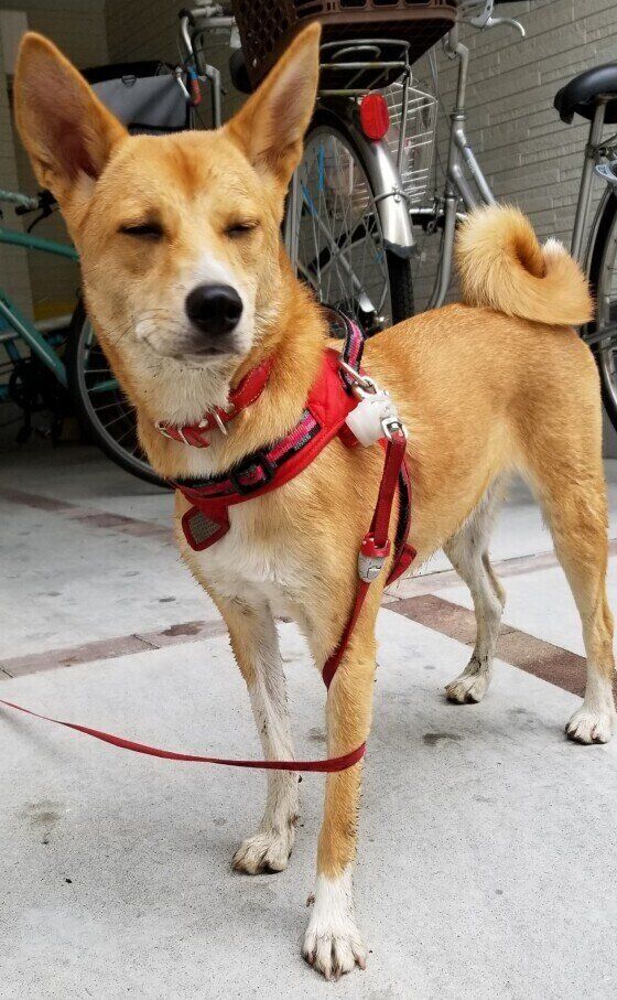 リードが絡まって目を細める犬