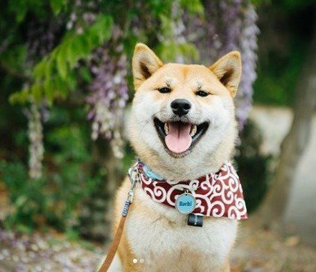 からくさ模様のスタイした柴犬