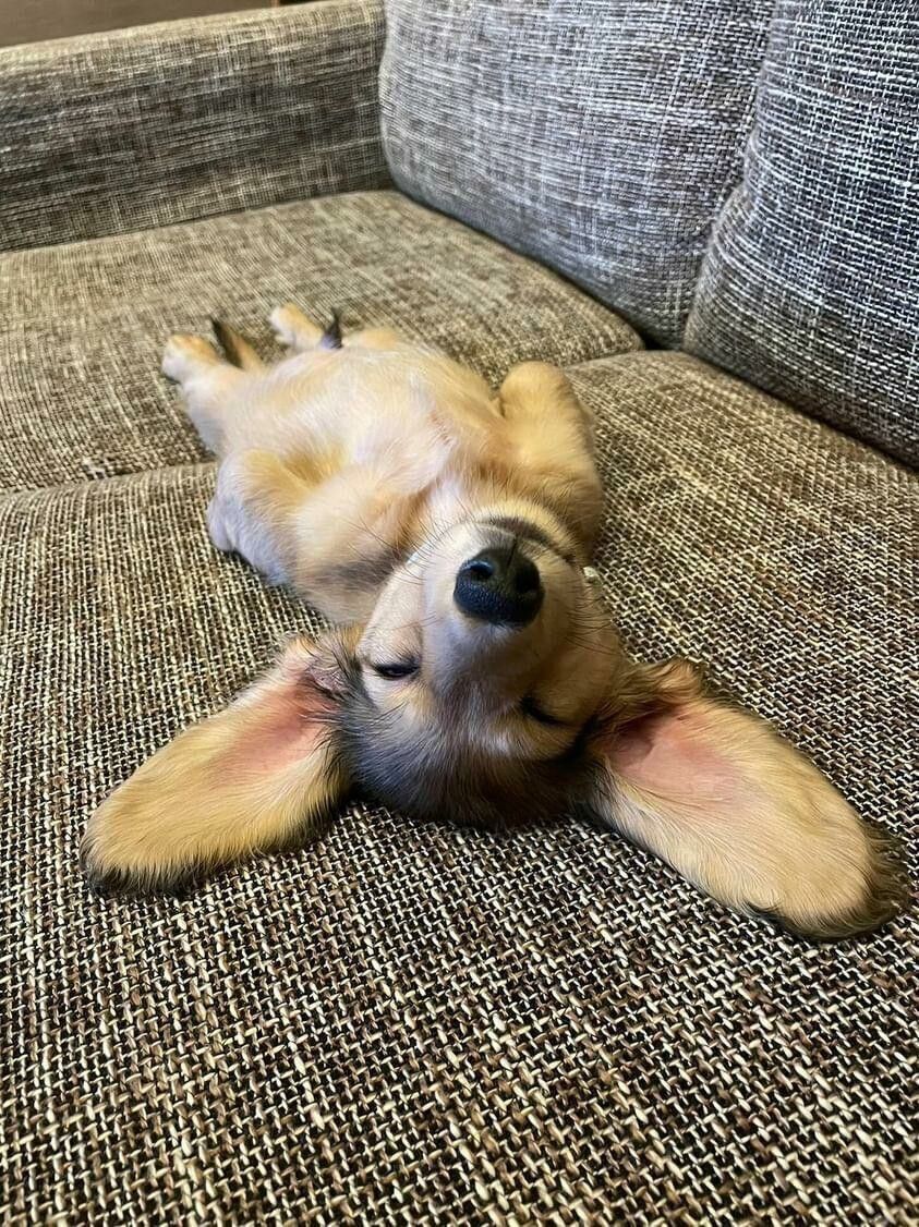 ヘソ天するテンくん