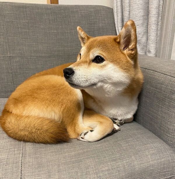 くつろぐひるねちゃん