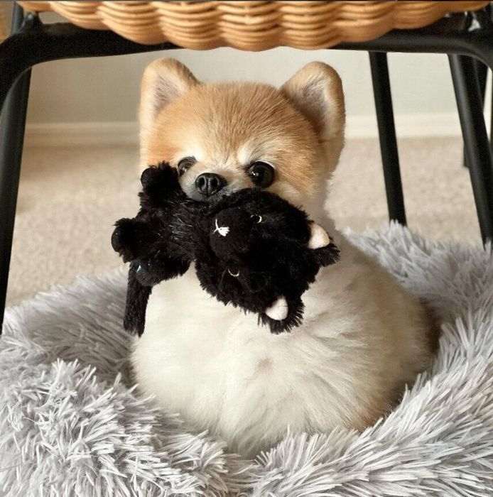 黒猫のぬいぐるみをお昼寝ベッドに運んだトイちゃん