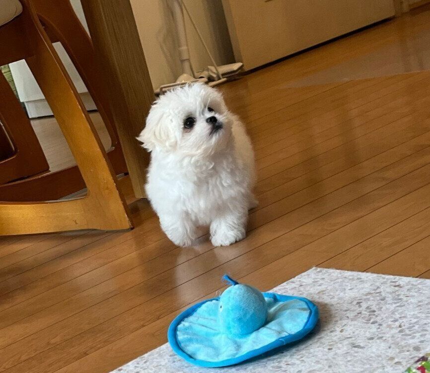 上の方を見る生後2カ月の子犬