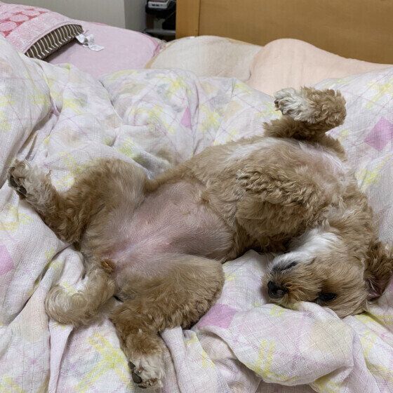 Mix（小型犬）のふくちゃん♪