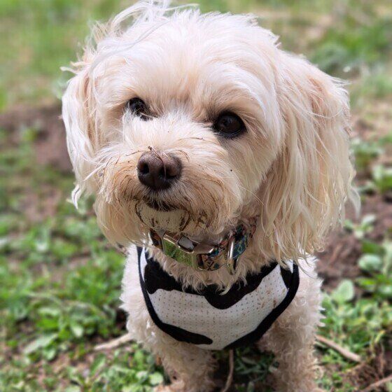 Mix（小型犬）のよつばちゃん♪