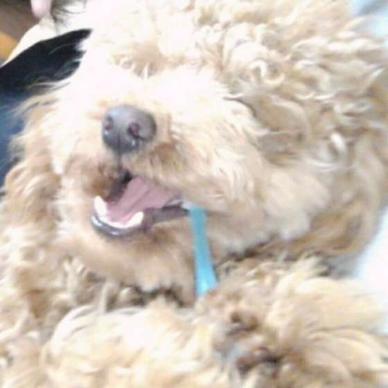 自分で歯磨きするトイ・プードル