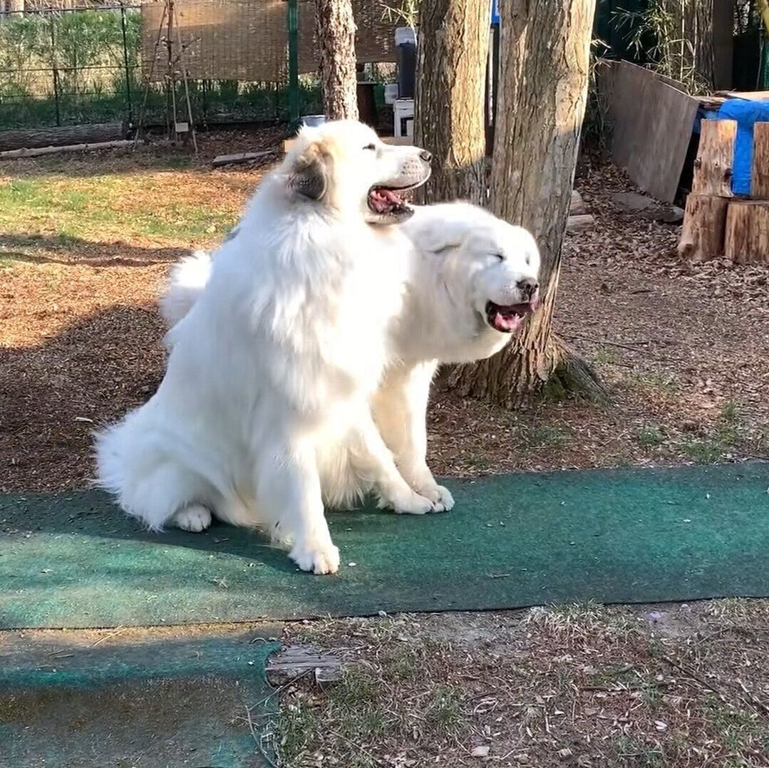 ひとしきり遊んだルンルンちゃんとアラン君