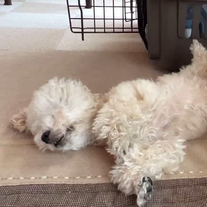 ベッドからこぼれ落ちるメイちゃん