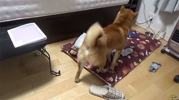 かくれんぼで遊ぶ柴犬