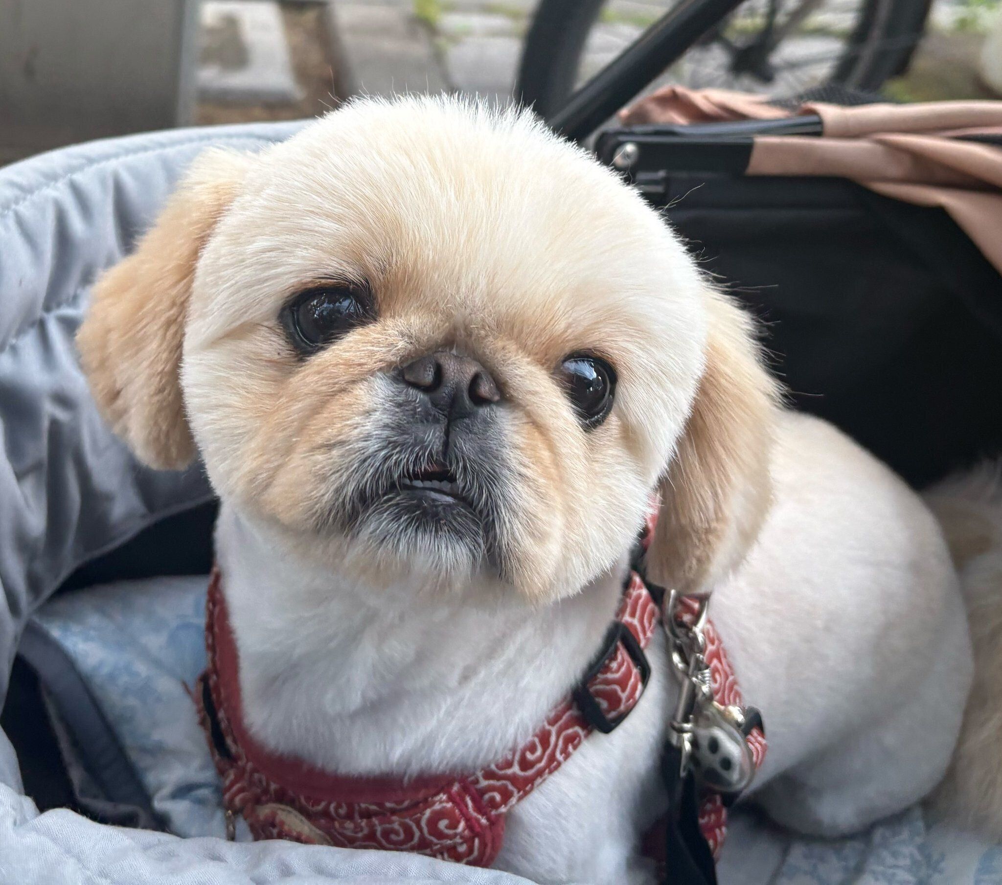 別の日　カートに乗ってお出かけするわたあめちゃん