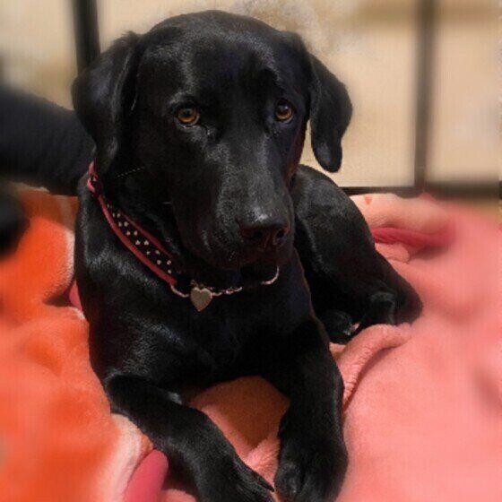 くつろぐラブラドール・レトリーバー