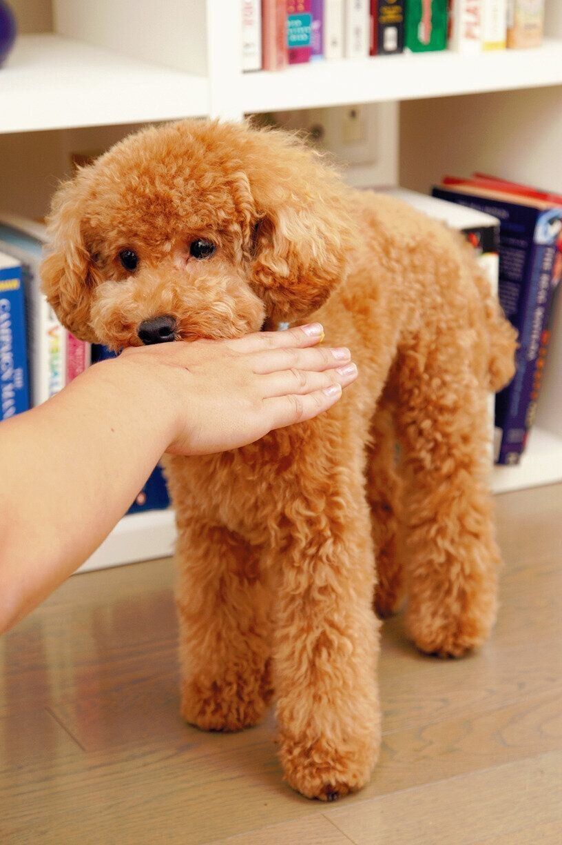 カプカプと噛んでくることをいいます