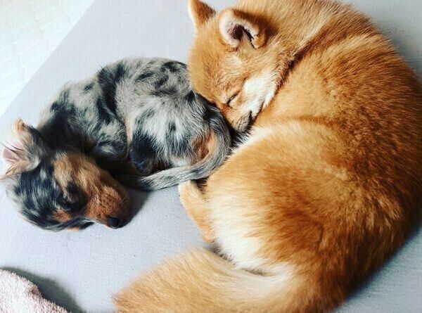 仲良く眠るチロルちゃん、チョコくん