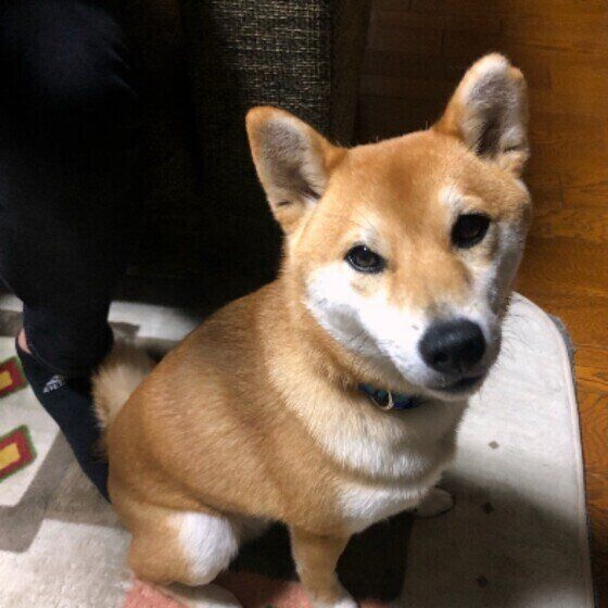 足にお尻をくっつける柴犬