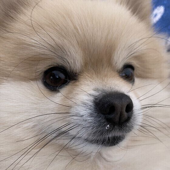 鼻水が出ているポメのこむぎちゃん