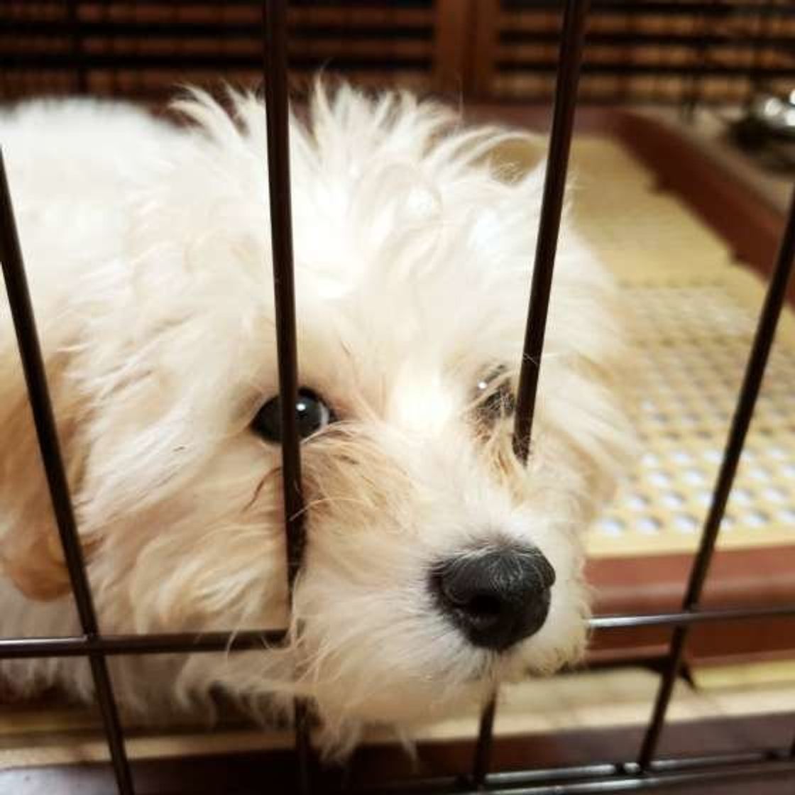 室内でトイレができない犬の意外なリスクとは いぬのきもちweb Magazine 室内でトイレができない犬の意外なリスクとは いぬのきもちweb Magazine