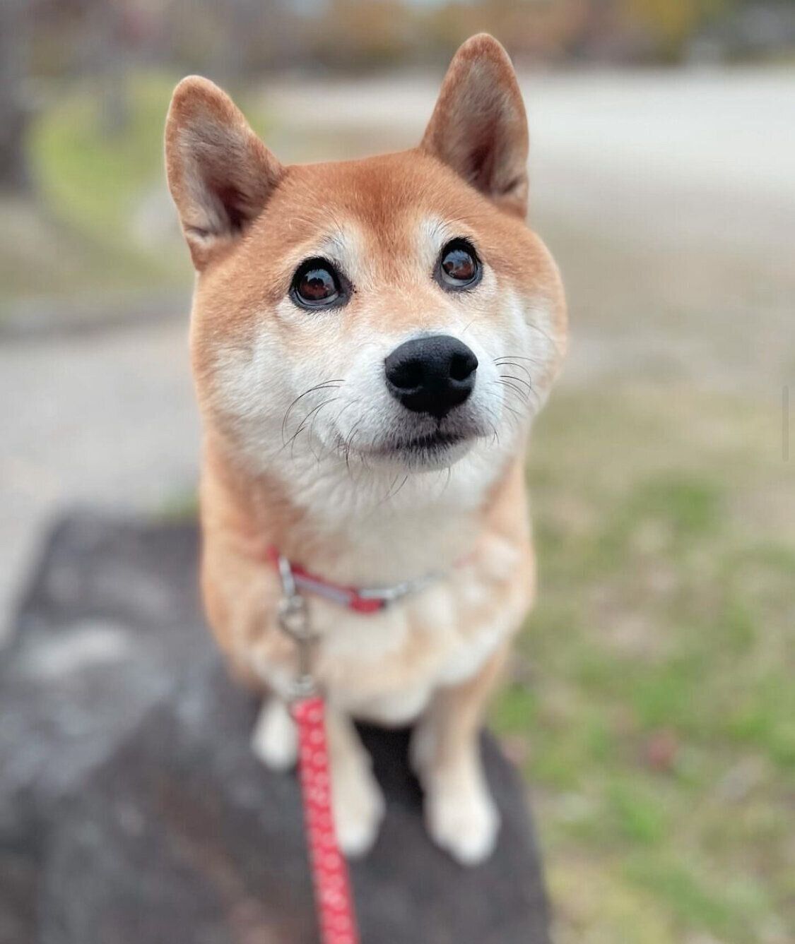 散歩に出かけたエマちゃん