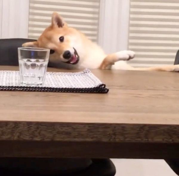 イタズラする柴犬