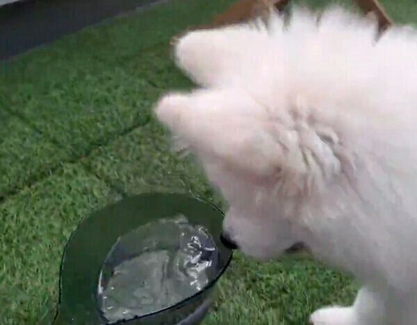 水を見るこゆきちゃん