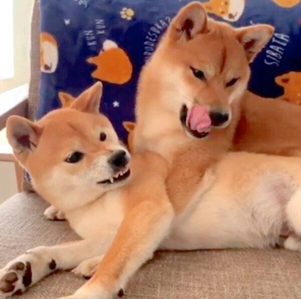 わさびくんの上でくつろぐもずくくん