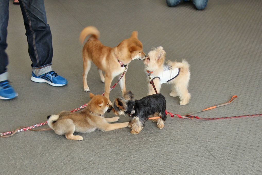 ↑犬を迎え入れたら、早急に社会化の方法をしつけ教室などで教えてもらうべき。